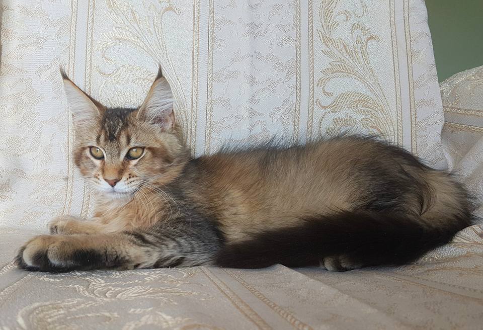 Мейн кун